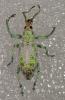 Compsus argyreus
